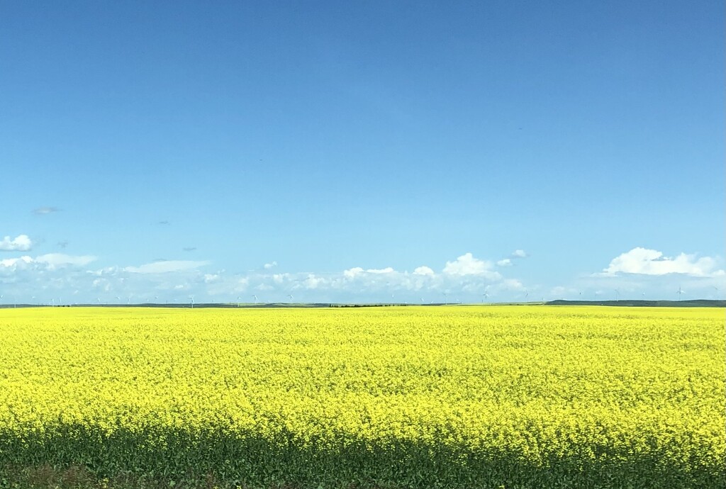 Canola Field  by dailypix