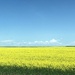 Canola Field  by dailypix