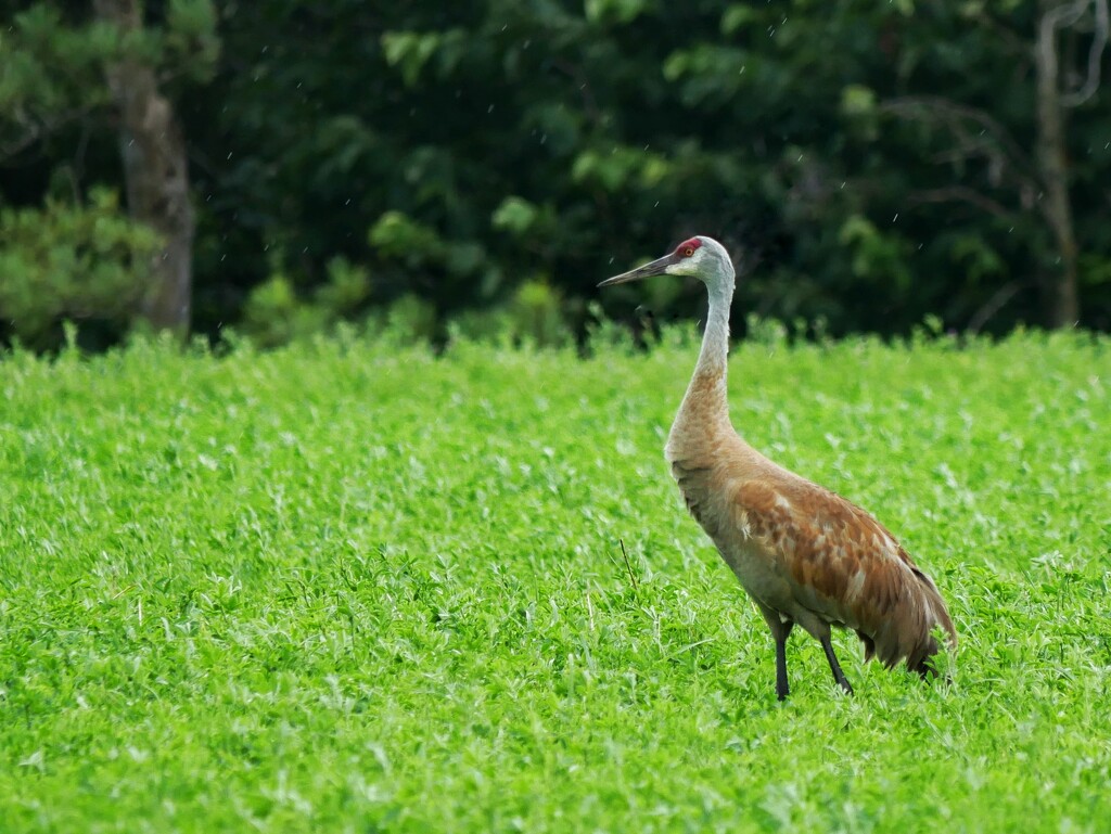 Sandhill Crane 2 by ljmanning