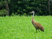 14th Jul 2024 - Sandhill Crane 2