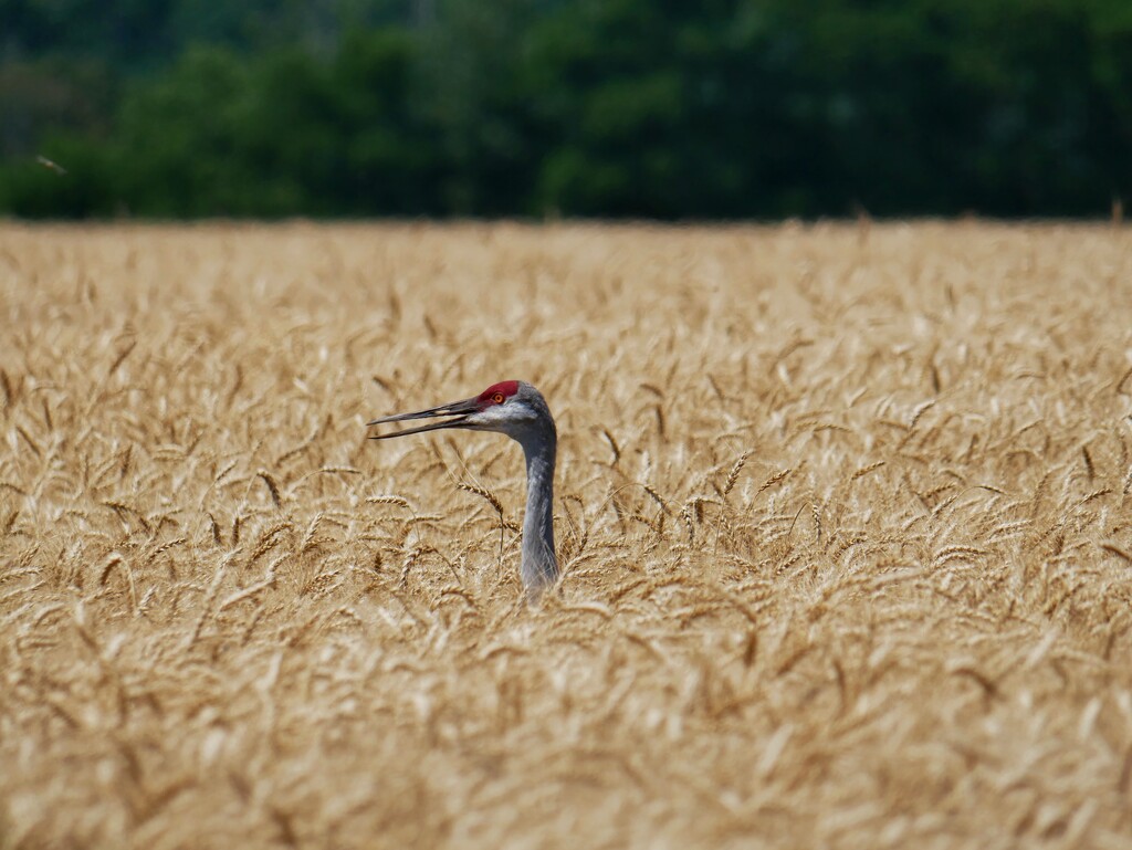 Sandhill Crane 1 by ljmanning