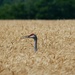 Sandhill Crane 1 by ljmanning