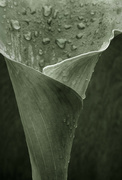 16th Jun 2024 - Calla Faffed