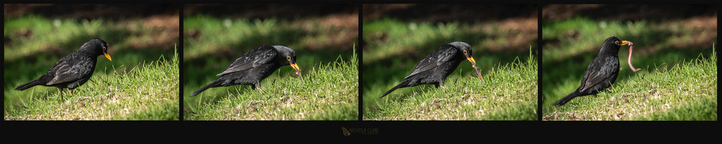 Blackbird v worm by nickspicsnz