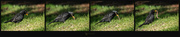 27th Jun 2024 - Blackbird v worm