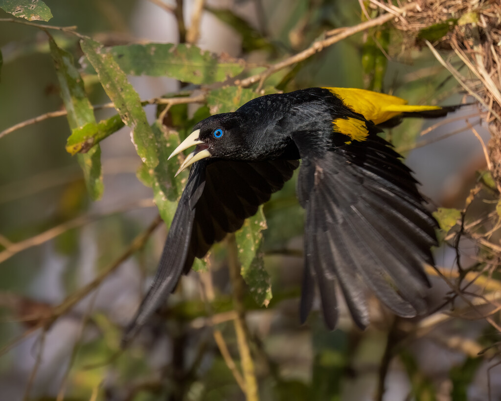 Yellow-rumped Cacique by nicoleweg