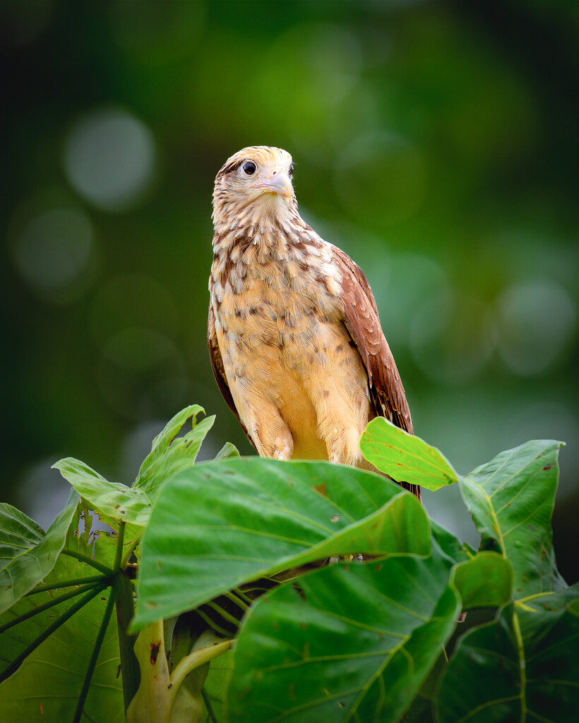 Yellow-headed Caracara  by nicoleweg