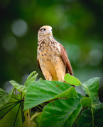 28th Jun 2024 - Yellow-headed Caracara 