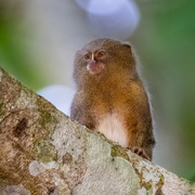 30th Jun 2024 - Western pygmy marmoset