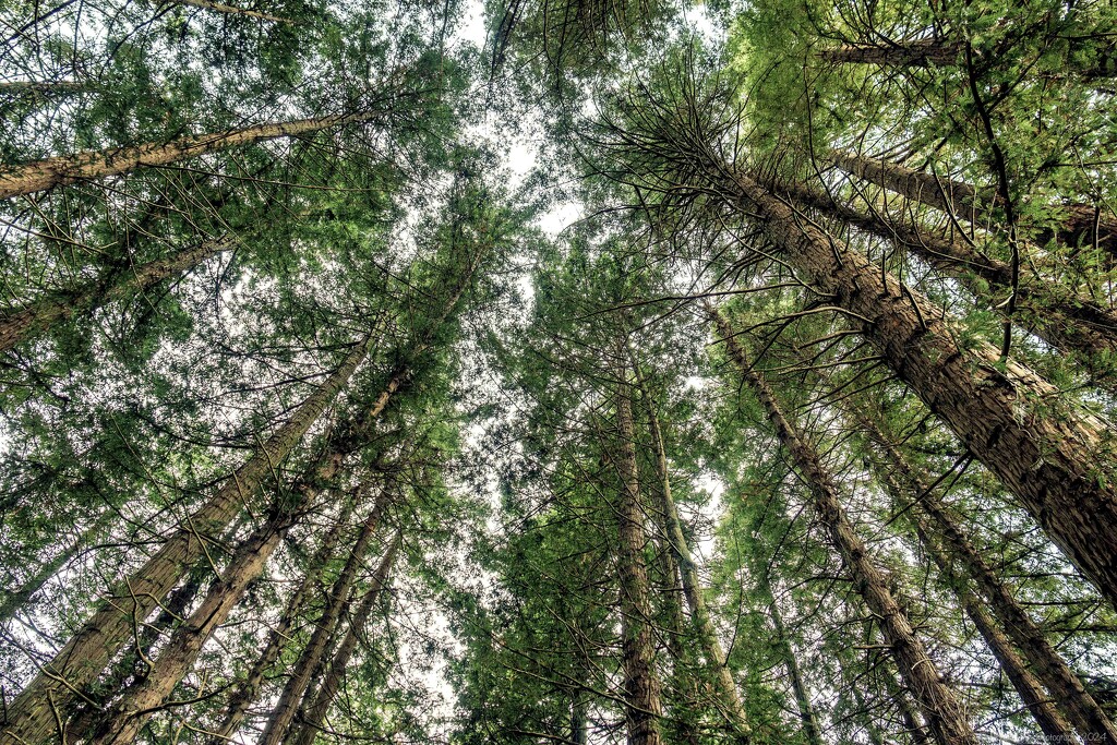 Treetops by nickspicsnz