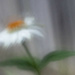 Coneflower Baby by pdulis