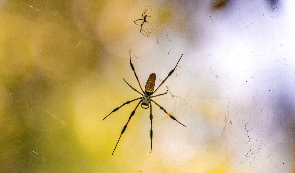 Spiders on the Web! by rickster549