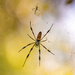 Spiders on the Web! by rickster549