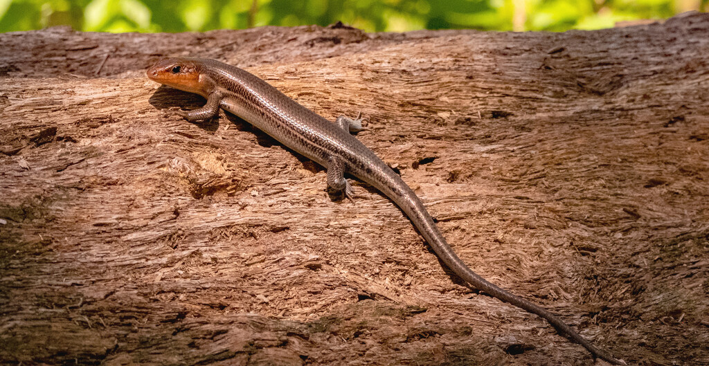 One More Broadhead Skink! by rickster549