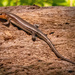 One More Broadhead Skink! by rickster549