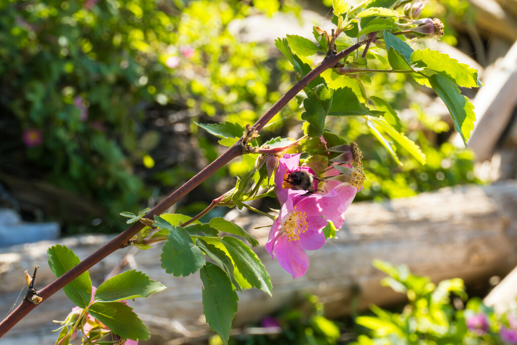 Bee on Wild Rose by veronicalevchenko