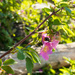 Bee on Wild Rose by veronicalevchenko