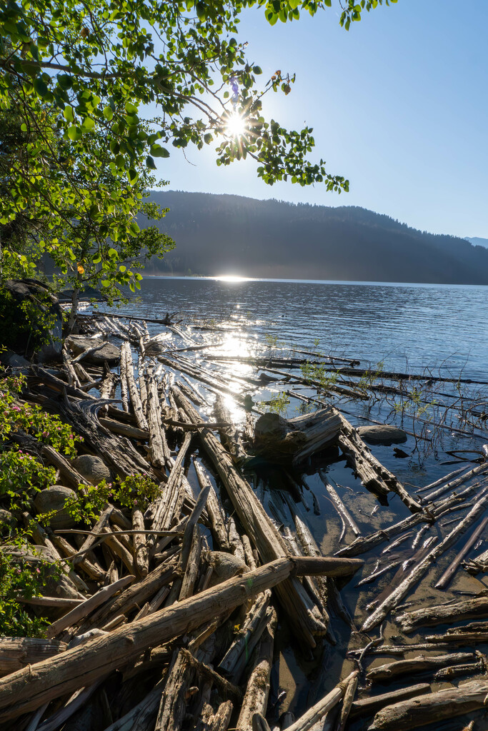 Morning Light on a Driftwood Shore by veronicalevchenko