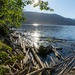 Morning Light on a Driftwood Shore by veronicalevchenko