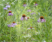 14th Jul 2024 - Wildflowers