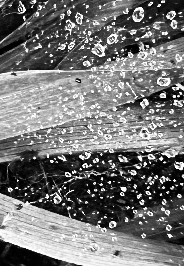 Web of rain drops by sjgiesman