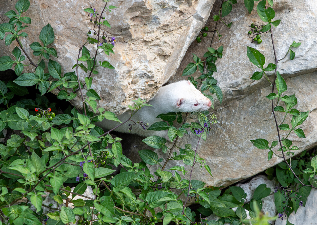 albino mink lookout by myhrhelper