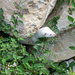 albino mink lookout by myhrhelper