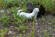 14th Jul 2024 - mama mink and babies