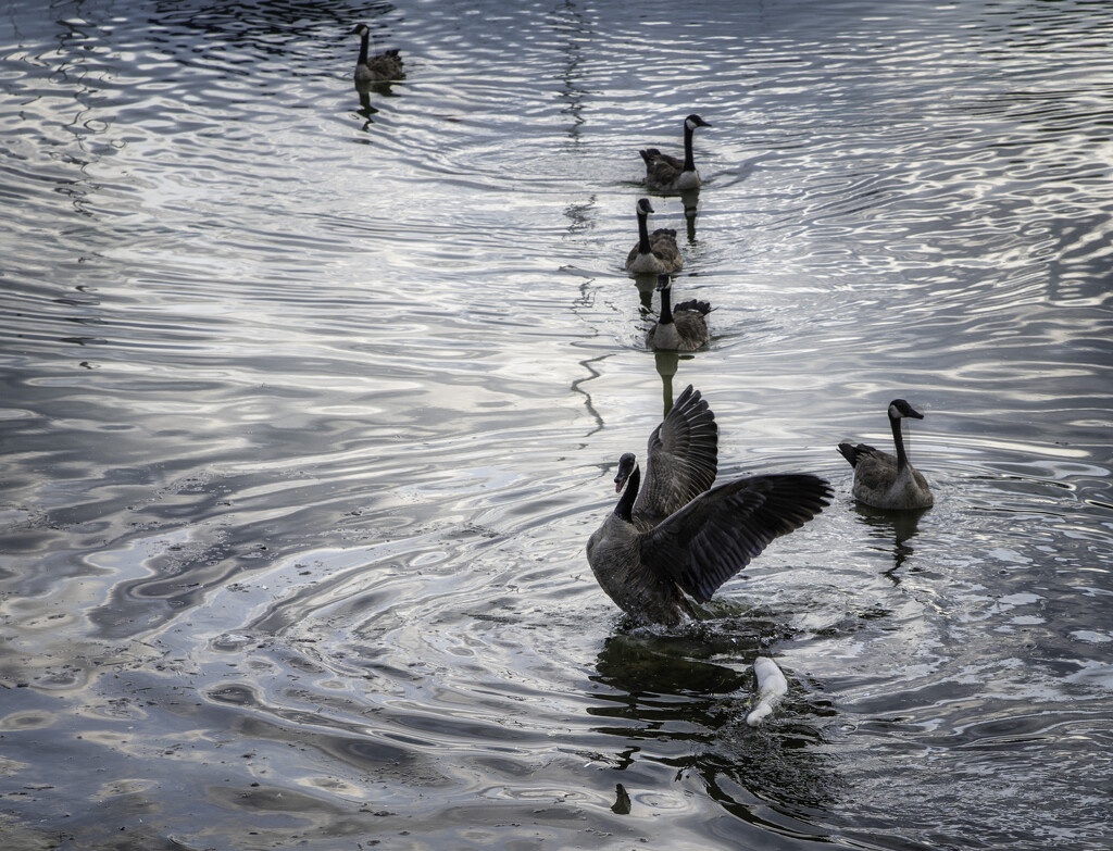 mink threat to geese  by myhrhelper