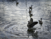 12th Jul 2024 - mink threat to geese 