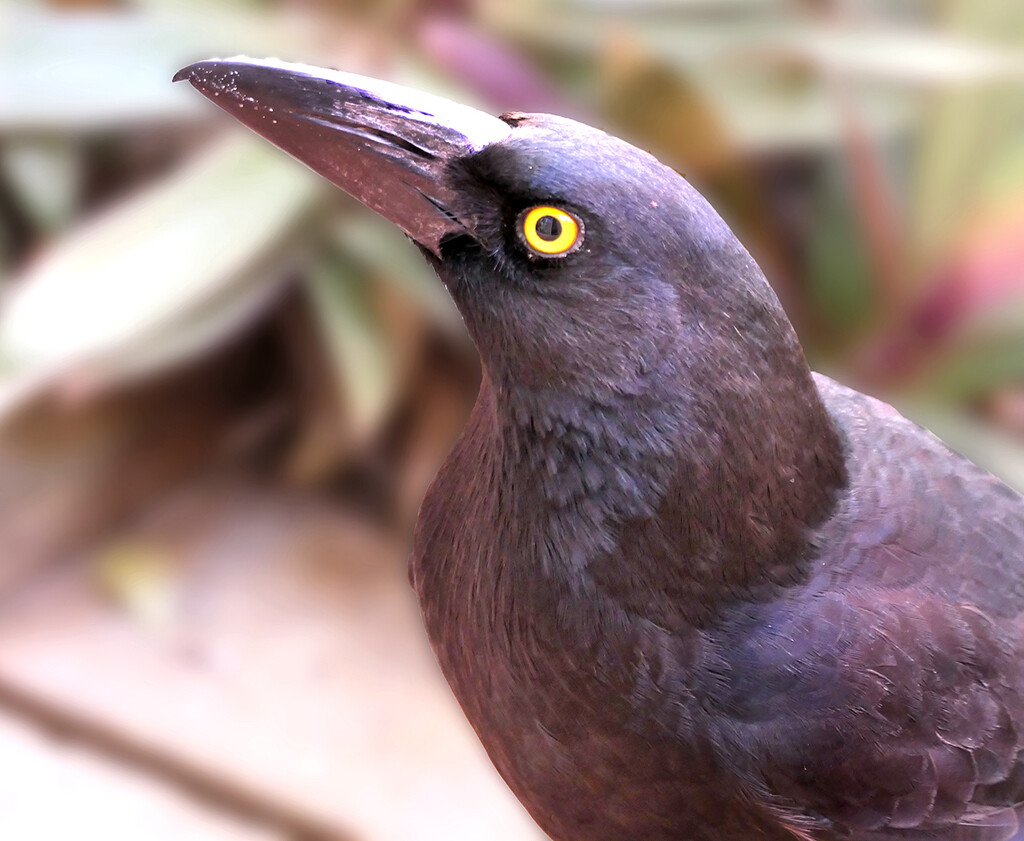 Mrs Currawong by onewing