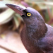 Mrs Currawong by onewing