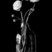 Flowers Black and White by nannasgotitgoingon