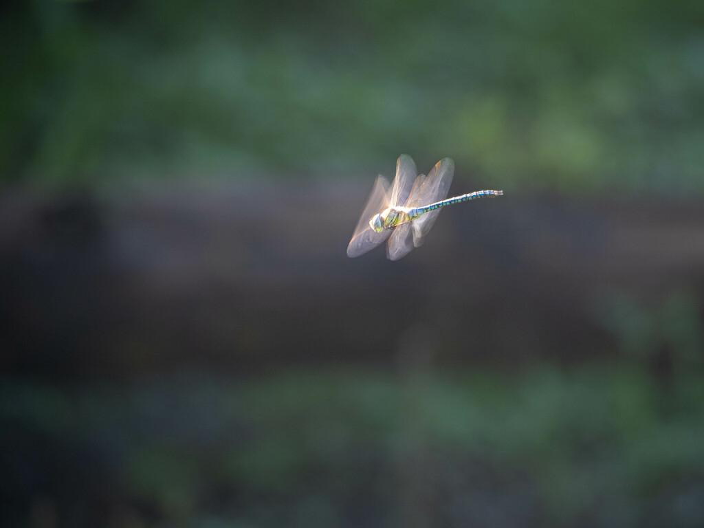 Dragonfly by haskar