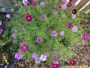 15th Jul 2024 - Cosmos