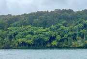 12th Jul 2024 - A stand of silver ferns.