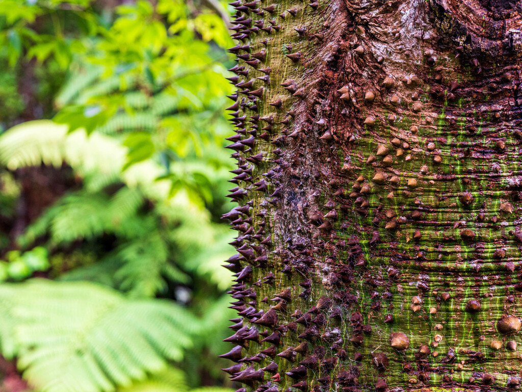 A spiky tree by christinav