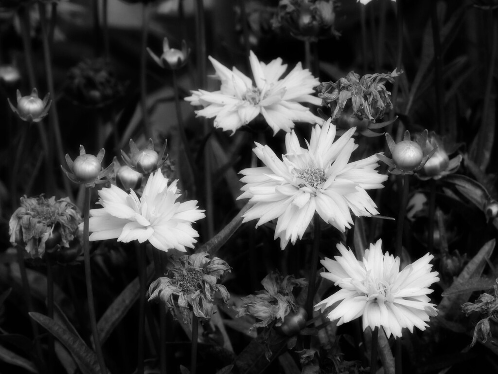 Coreopsis... by marlboromaam