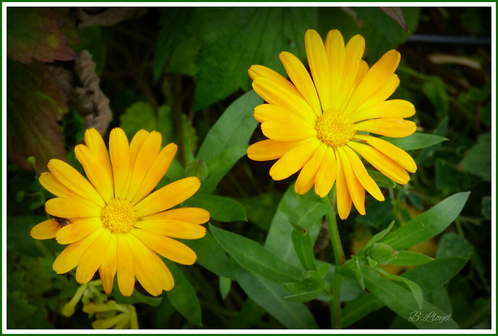 Marigolds ! by beryl