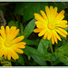 Marigolds ! by beryl