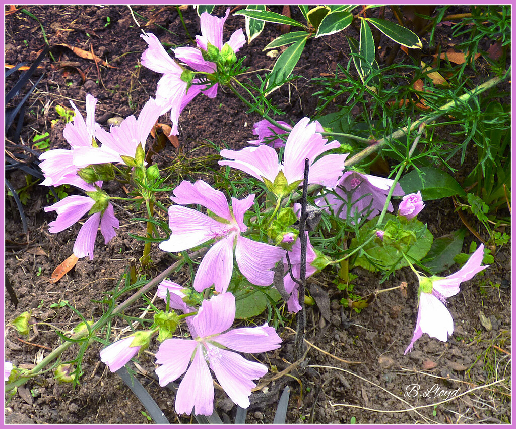 Mallow  by beryl