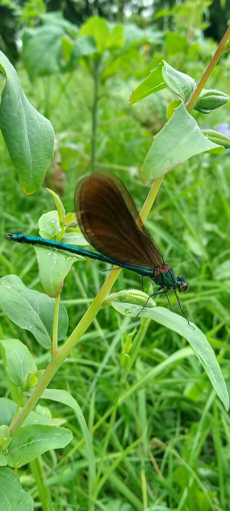 Banded Demoiselle by 365projectorgjoworboys