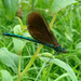 Banded Demoiselle by 365projectorgjoworboys