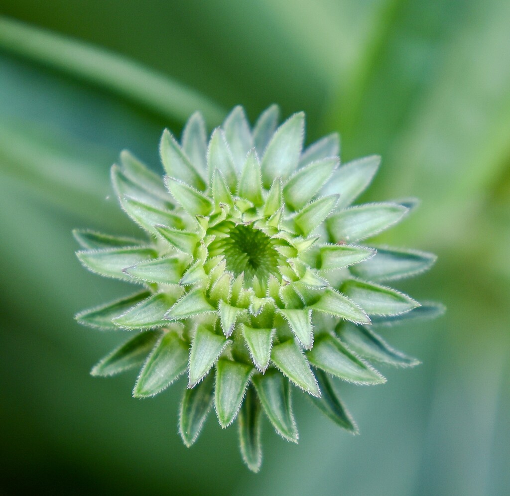 Rhapsody in Green by corinnec