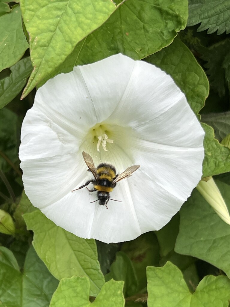 Bindweed & Bee by tinley23