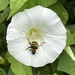 Bindweed & Bee by tinley23