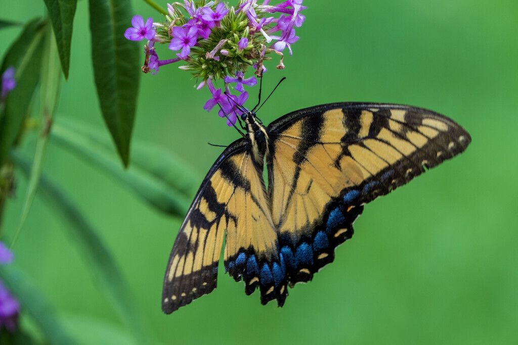 Tasty Nectar by kvphoto