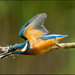 Kingfisher  by clifford