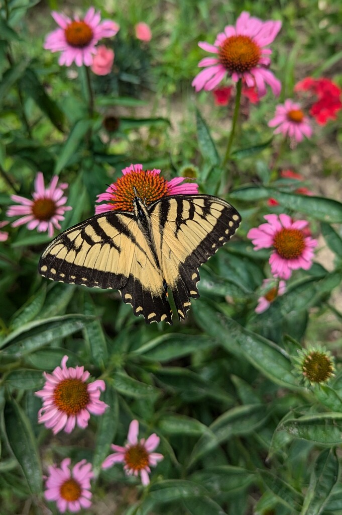 Butterfly enjoying the Flowers by julie