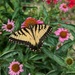 Butterfly enjoying the Flowers by julie